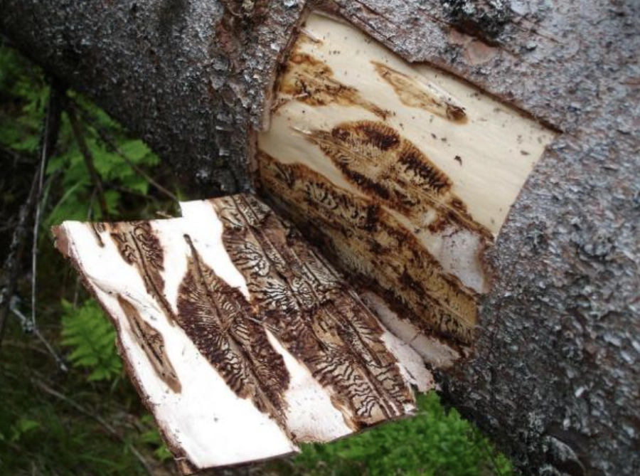 Rinde mit Fraßspuren von Borkenkäfern, liegender Baumstamm im Wald